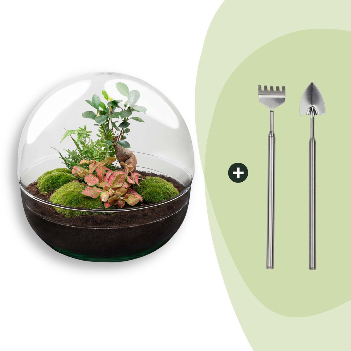 Terrarium - Dome XL bonsai - ↑ 30 cm - Ecosysteem plant - Kamerplanten - DIY planten terrarium - Mini ecosysteem + Hark + Schep