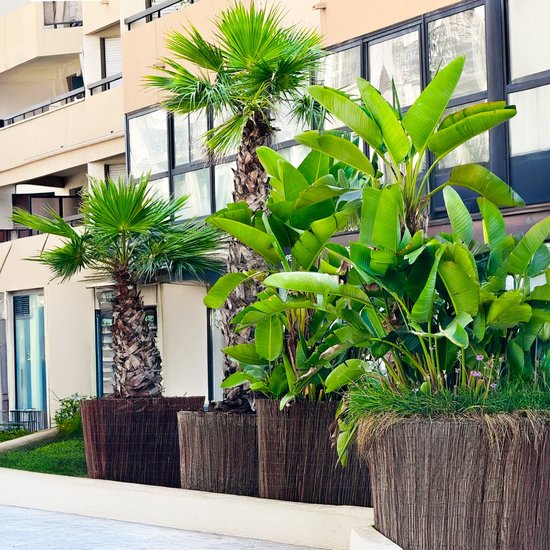 Clôture brise-vue en roseau BOGATECO en bois | 200 cm de haut et 500 cm de long | Idéal pour jardin, balcon et terrasse | Fabriqué en Europe