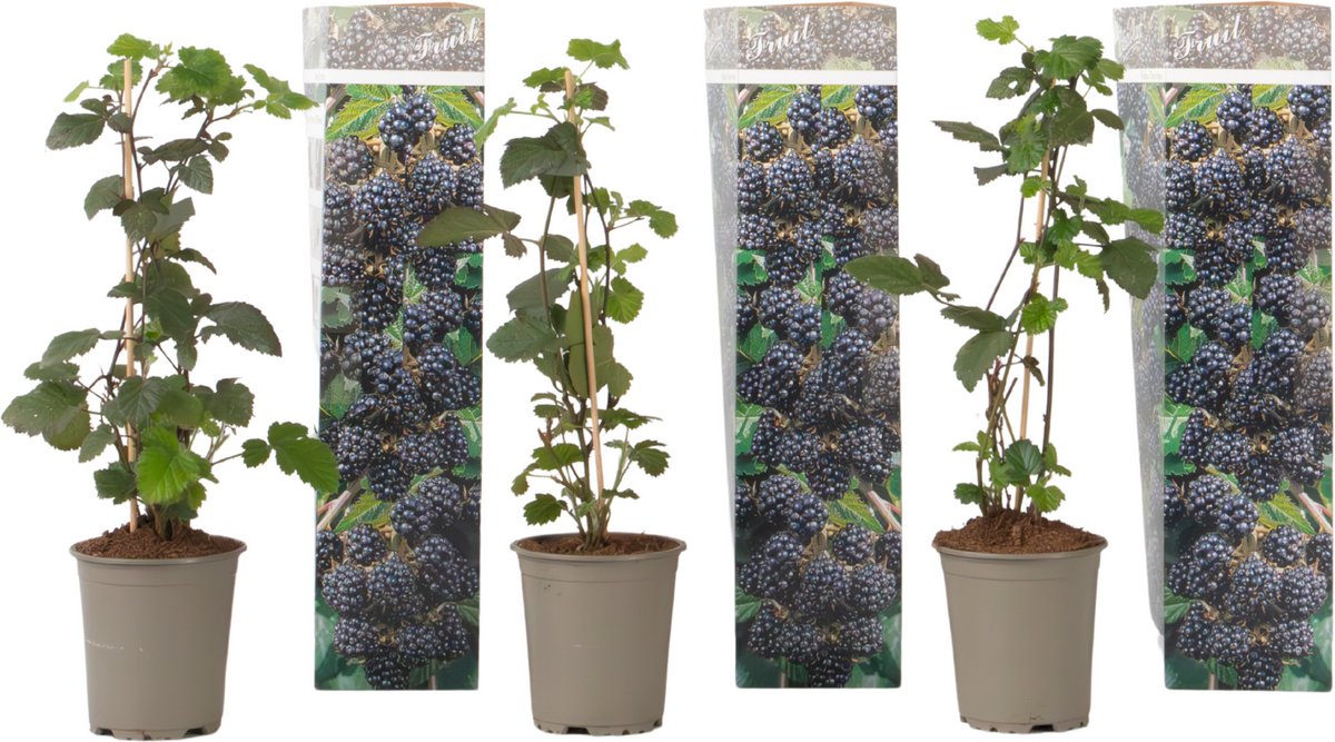 Plant in a Box - Bramenplant - Set van 3 - Rubus Thornless - Hoogte 25-40cm - ⌀9cm