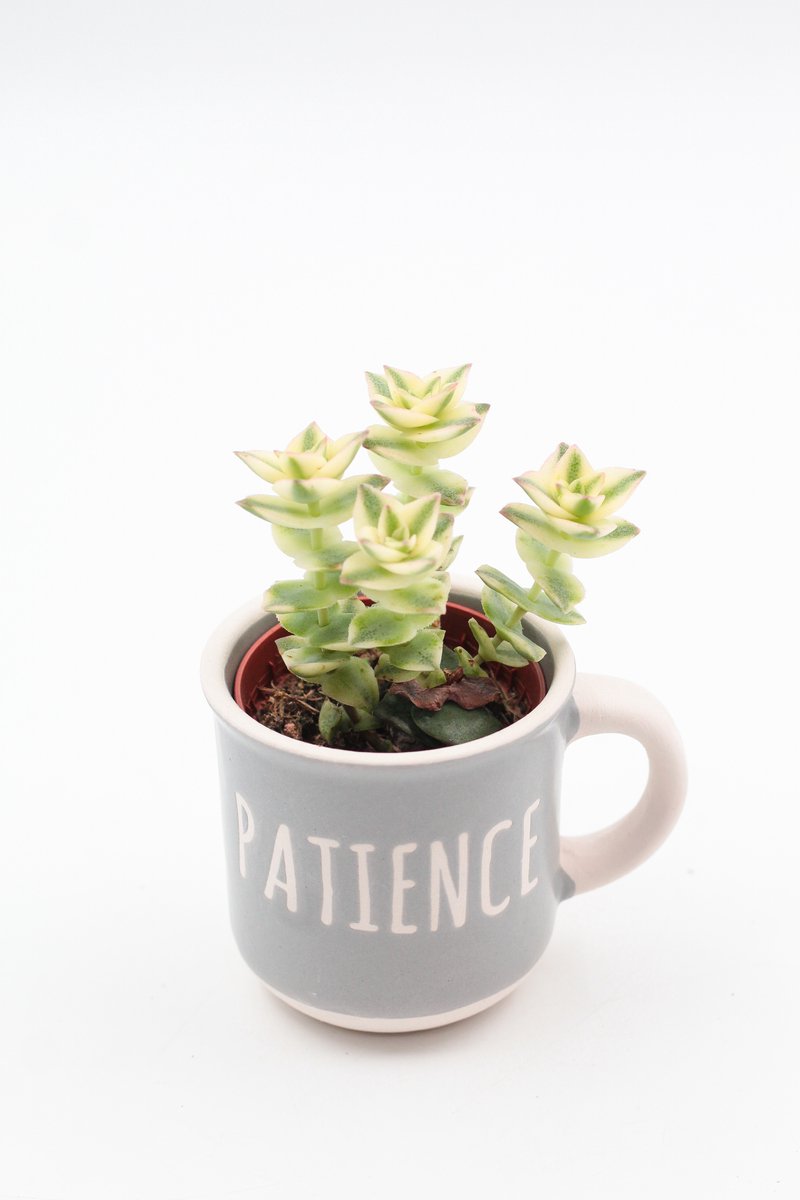 Bakkie koffie? – Koffiemok "GOOD" met cactus of vetplant – Keuze uit 6 teksten – Cadeau tip - Sierpot voor binnen