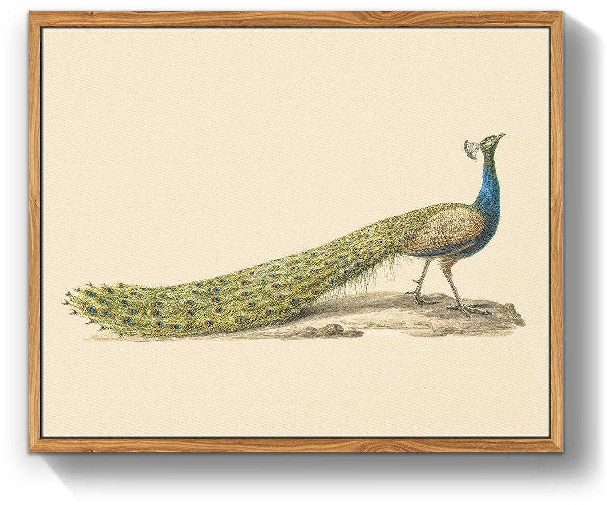Ibenzoa Hoogwaardige Canvas Prints met Houten Lijst, 30 x 40 cm - Prachtige Blauwe Pauw Illustratie voor Elke Ruimte beige
