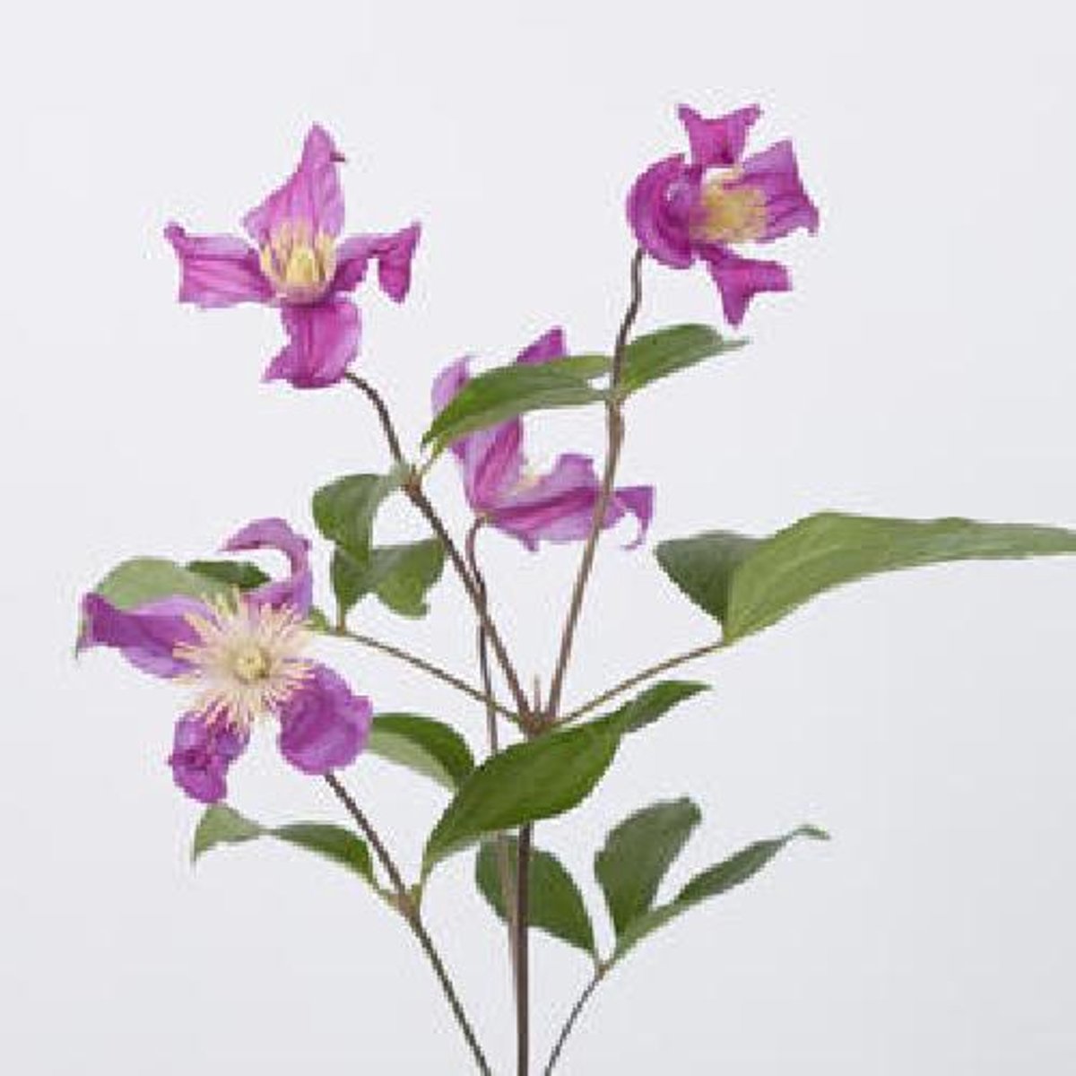 10x Clematis amazing rome 70cm