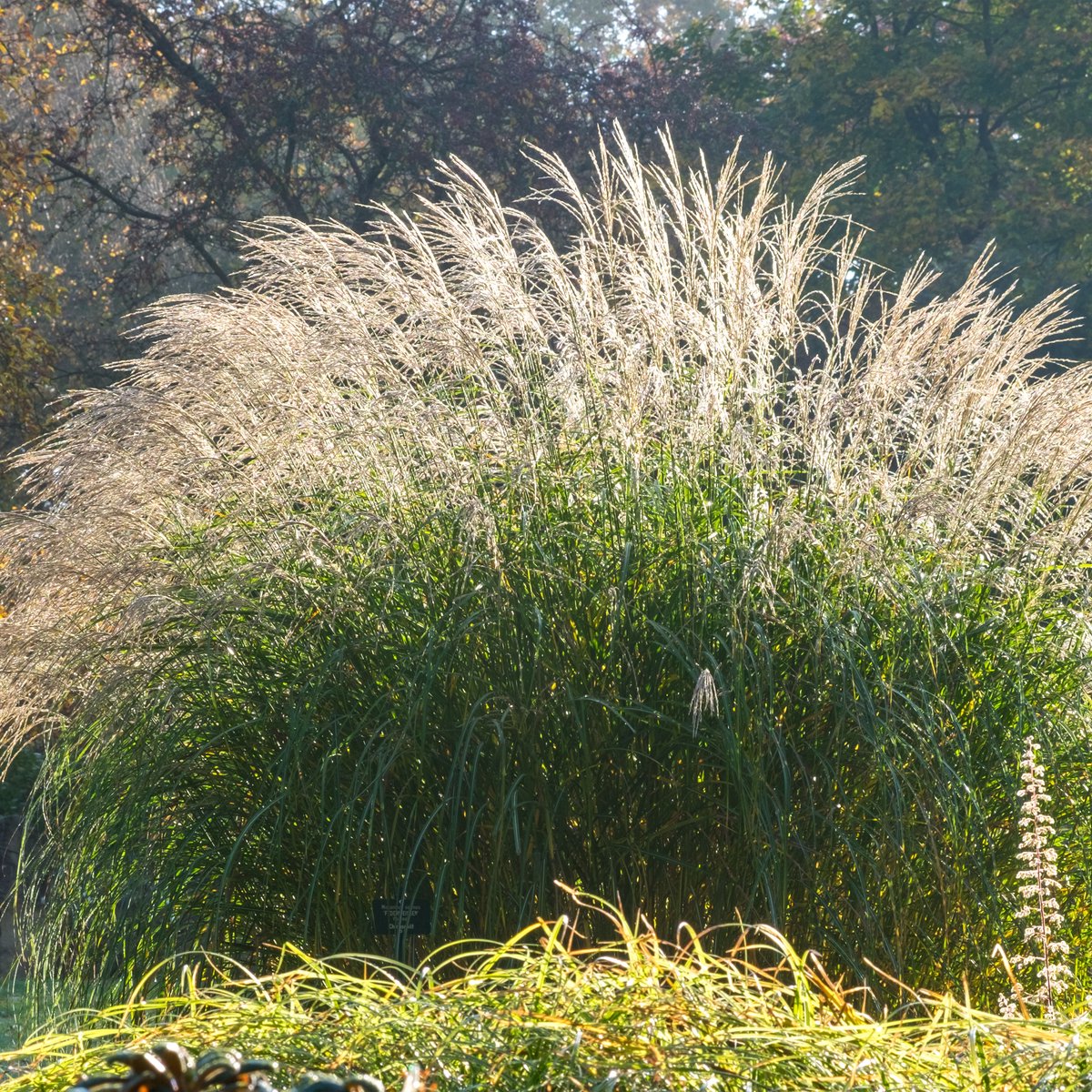 Bloomique - Set van 3 - Miscanthus Sinensis - Prachtriet - Siergras - Tuinplanten - Winterhard - Hoogte 10-20 cm - Pot 9x9 cm