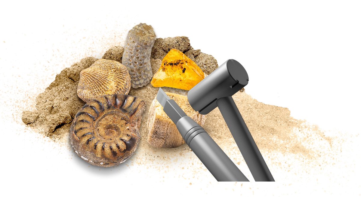 KOSMOS Dig Out Fossils - Opgravingsset - Graaf Echte Fossielen Op - Inclusief Barnsteen, Steenkoraal en Fossiele Schelpen - Archeologie voor Kinderen - STEM Speelgoed - Vanaf 7 Jaar — afbeelding 6