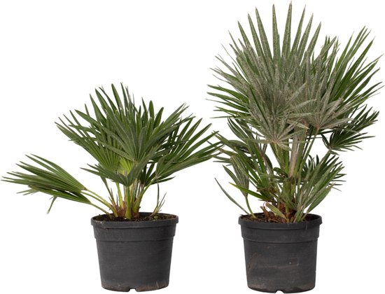 Plant in a Box - Chamaerops 'Vulcano' - Set van 2 - Winterharde Dwergpalm - De perfecte tuinplant - Pot 19cm - Hoogte 35-45cm