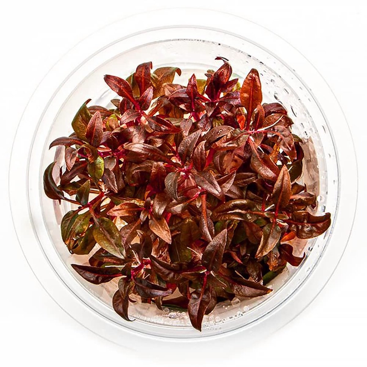 Moerings Alternantera Minima | Mini Papegaaiblad | In vitro cup Waterplant