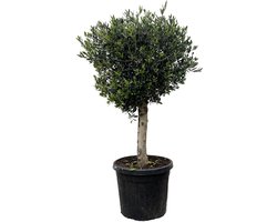 Olea Europaea Lorc - 180cm- Ø50