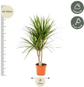 Arbre à sang de dragon - Dracaena Marginata hauteur 70cm taille pot 17cm