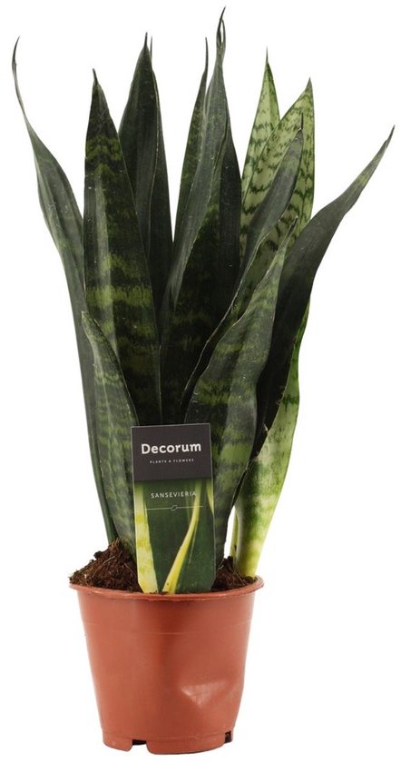 Sansevieria trifasciata 'Black Coral' - Hoogte 35cm - Pot 12cm