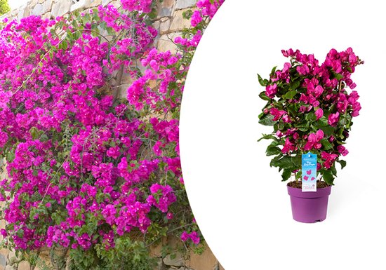 Bougainvillea-struik Omringd Door Groen En Gebouwen Met Een Wazige Achtergrond Stock Afbeelding