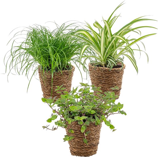 Mix Van 4 - Huisdiervriendelijke Mix - Cyprus Zumula - Hoogte 20-40 Cm Mix Van 4 - Huisdiervriendelijke Mix - Cyprus Zumula - Hoogte 20-40 Cm
