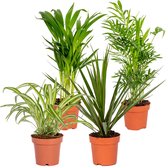 Bloomique - Mix van 4 - Luchtzuiverende Mix - Dracaena - Dypsis - Chamaedorea - Chlorophytum - Kamerplanten - Hoogte 20-40 cm - Pot 12 cm