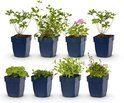 Zeven verschillende vaste planten in blauwe potjes, met groen blad en enkele roze bloemen.