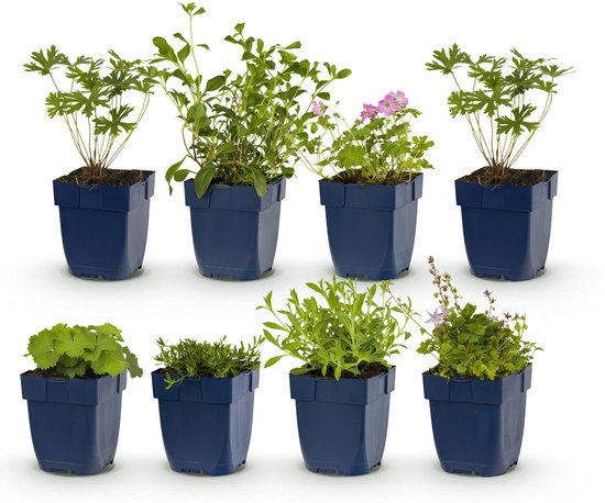 Zeven verschillende vaste planten in blauwe potjes, met groen blad en enkele roze bloemen.