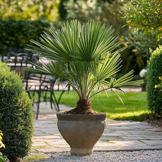 Een Chamaerops Humilis in een grijze pot op een betegeld terras, omringd door groen.