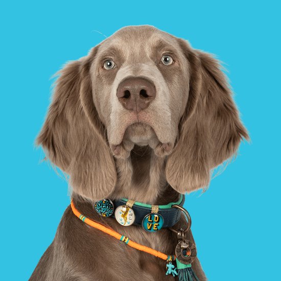 DWAM Dog with a Mission- Collier pour chien - Collier pour chien - Blauw - Cuir - Tour de cou entre 47 et 57 cm - XL - Detroit Tigers