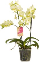 FloriaFor  - Phalaenopsis Multiflora Yellow - Fair Flora Keurmerk: Eerlijke En Duurzame Geteeld - Vers Van De Kweker - ↨ 50cm - ⌀ 12cm