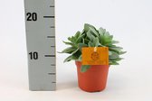 Kamerplant van Botanicly – Kruiskruid – Hoogte: 15 cm – Senecio Cephalophorus