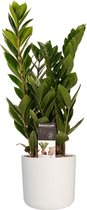 Kamerplant van Botanicly – Zamioculcas zamiifolia incl. witte cilindrische sierpot als set – Hoogte: 45 cm