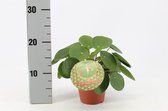 Kamerplant van Botanicly – Pannenkoekenplant – Hoogte: 20 cm – Pilea Peperomioides
