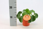 Kamerplant van Botanicly – Pannenkoekenplant – Hoogte: 15 cm – Pilea Peperomioides