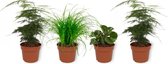 Set van 4 Kamerplanten - 2x Asparagus Plumosus & 1x Cyperus Zumula & 1x Peperomia Green Gold - ± 25cm hoog - 12cm diameter