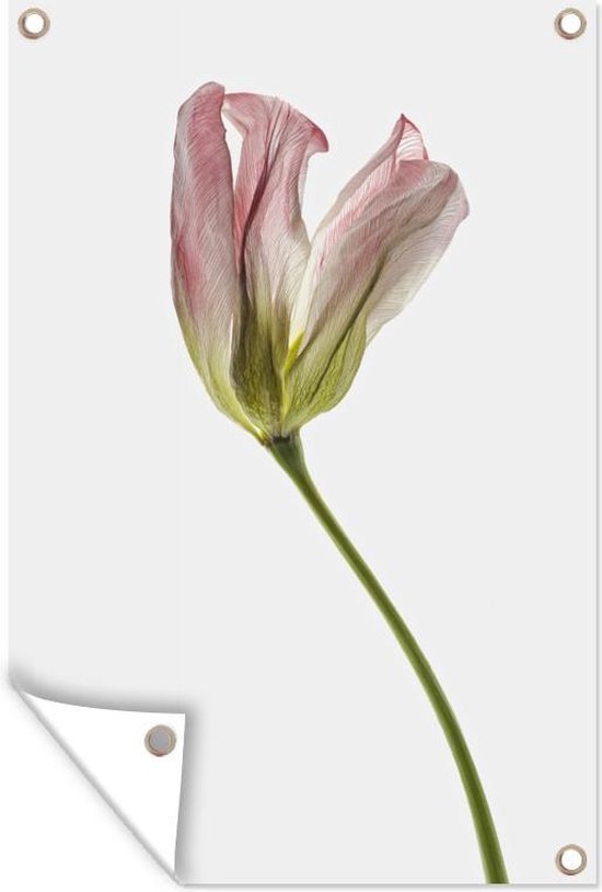 Posters de jardin extérieur Fleur séchée - Tulipe - Rose - 60x90 cm - Toile  jardin -... | bol