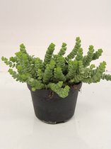 Kamerplant van Botanicly – Jadeplant – Hoogte: 20 cm – Crassula Minor Canarias