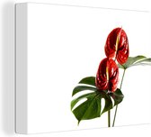 Monstera aux feuilles rouges devant un fond blanc 40x30 cm - petit - Tirage photo sur toile (Décoration murale salon / chambre)