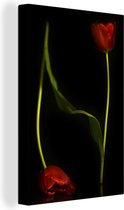 Deux tulipes rouges sur une toile de fond noir 20x30 cm - petit - Tirage photo sur toile (Décoration murale salon / chambre) / Peintures florales sur toile