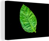 Feuille verte sur fond noir toile 2cm 30x20 cm - petit - Tirage photo sur toile (Décoration murale salon / chambre) / Peintures Fleurs sur toile