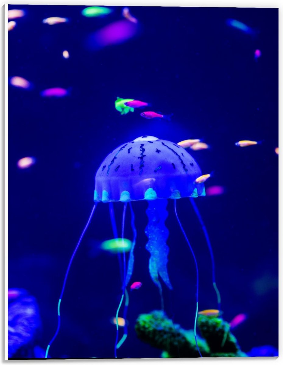 Forex - Blauwe Kwal in Aquarium - 30x40cm Foto op Forex