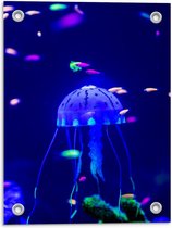Tuinposter – Blauwe Kwal in Aquarium - 30x40cm Foto op Tuinposter  (wanddecoratie voor buiten en binnen)