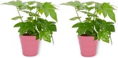 2x Kamerplant Fatsia Japonica – Vingerplant - ± 25cm hoog – 12 cm diameter - in roze pot