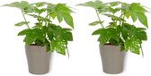 2x Kamerplant Fatsia Japonica – Vingerplant - ± 25cm hoog – 12 cm diameter - in zilverkleurige pot