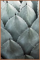 JUNIQE - Poster met kunststof lijst Agave foto -20x30 /Groen &