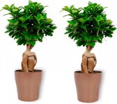 2x Kamerplant Ficus Ginseng - Bonsai - ± 30cm hoog - 12cm diameter - in koperkleurige pot