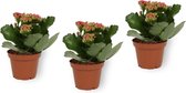 Set van 3 Kamerplanten - Kalanchoë Perfecta - met rode bloemen - ± 12cm hoog - 7cm diameter