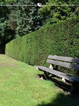 Venijnboom Taxus baccata 180-200 cm, 25x Haagplant