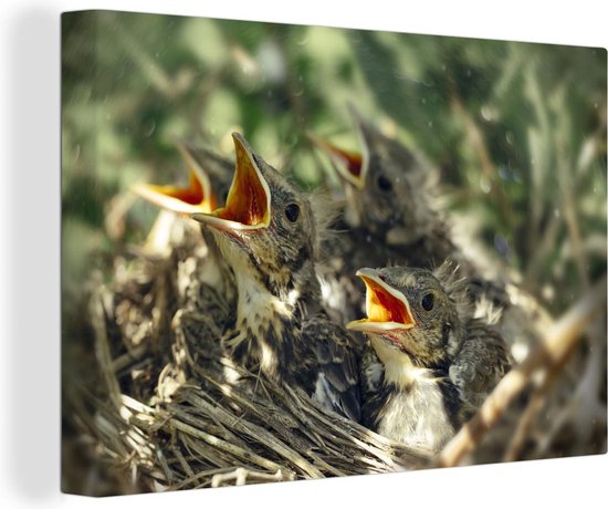 Schilderijen - Groep hongerige jonge vogels in nest - 60x40 cm - Wanddecoratie | bol.com