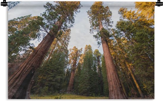 Tapisserie Sequoia National Park - Séquoias géants dans le Sequoia National  Park aux... | bol.com
