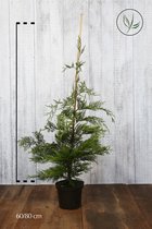 10 stuks | Leylandii conifeer Pot 60-80 cm Extra kwaliteit - Geschikt in kleine tuinen - Snelle groeier - Zeer winterhard