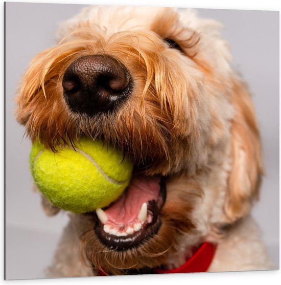 Dibond - Blonde Labradoodle Hond met Tennisballetje - 100x100cm Foto op Aluminium (Met Ophangsysteem)