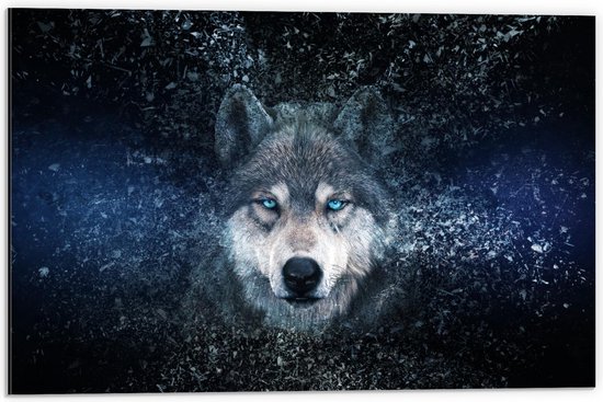 Dibond - Fel Blauwe Ogen bij Wolf - 60x40cm Foto op Aluminium (Met Ophangsysteem)