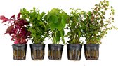 5x Aquariumplanten - Mix 'Flitsend Fris' - Aquarium planten levend - ↑ 15 cm - Pot-Ø 5 cm