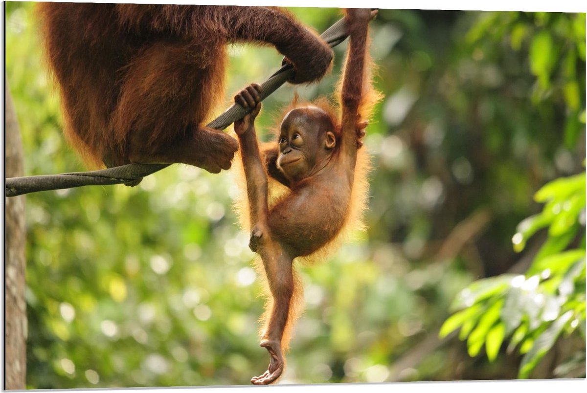 Dibond - Slingerend Baby Aapje - 90x60cm Foto op Aluminium (Wanddecoratie van metaal)