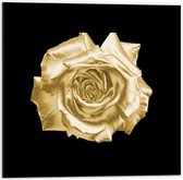 Dibond - Gouden Roos - 50x50cm Foto op Aluminium (Met Ophangsysteem)