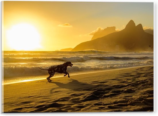 Acrylglas - Hond op Strand met Zonsondergang - 40x30cm Foto op Acrylglas (Wanddecoratie op Acrylglas)