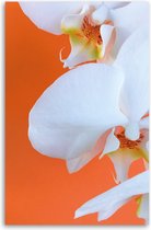 Made on Friday - Orchid on Orange 40 x 50  cm -  ( 250 gr./m2)