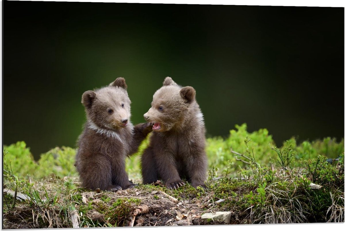 Dibond - Schattige Baby Beren - 90x60cm Foto op Aluminium (Met Ophangsysteem)